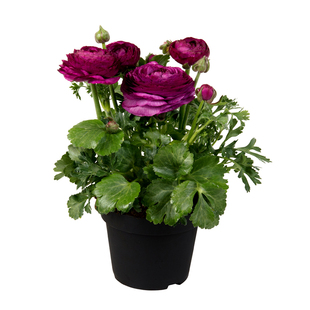 塔莎的花园 花毛茛种球洋牡丹阳台庭院花卉缤纷仙女多年生春季