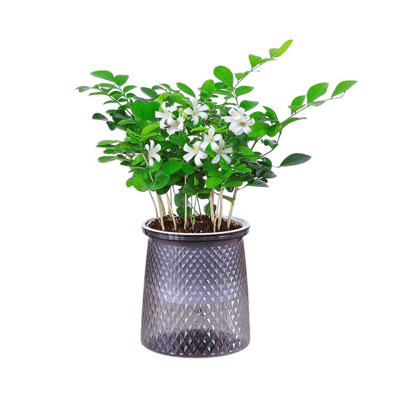 九里香盆栽水培植物室内驱蚊草浓水培绿植