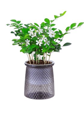 九里香盆栽水培植物室内驱蚊草浓香四季开花千里眼七里香好养绿植