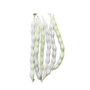 瓜果豆类种子大全四季可播简单易种蔬菜种籽黄瓜丝瓜南瓜架豆豆角