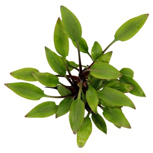 绿温蒂椒草小中景水下叶草鱼缸造景阴性水草泰国青椒迷你椒草