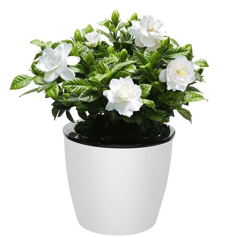 绿植阳台好养栀子花盆栽