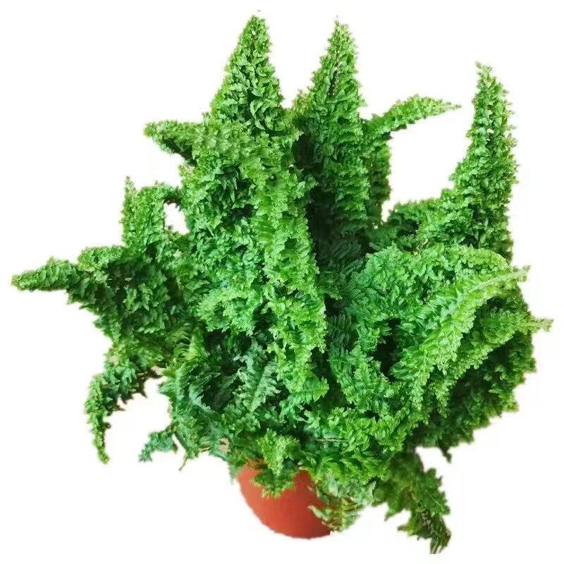 棉花糖蕨蕾丝蕨盆栽玛丽莎蕨类植物室内外客厅绿植好养活净化空气