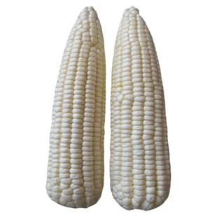 京科糯2000糯玉米种子高产杂交粘特大甜玉米白甜糯早春玉米种籽孑