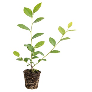 【大果优瑞卡L25】蓝莓树苗苔藓小苗脱毒穴盘苗南高丛早熟系列