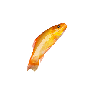 黄金丁桂红色丁桂鱼稀有红丁桂鱼苗黄化丁桂鱼万里挑一混养鱼医生