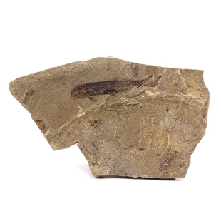 辽西白垩纪鲟鱼天然古生物化石长背鳍燕鲟潘氏北票鲟科普教学标