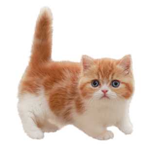 纯种血统曼基康矮脚猫美短宠物猫幼猫活体橘色短腿猫活物短毛猫咪