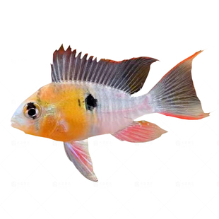 玻利维亚凤凰鱼南美短鲷帝王宝石观赏鱼热带鱼淡水活体鱼草缸混养