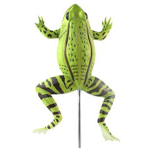 ENOVO颐诺青蛙解剖模型 生物教学模型标本 蛙解剖初高中生物学 高职教学教具上海模型