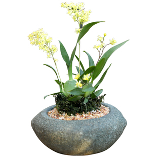 户外庭院园艺装饰小花盆花园布置创意盆栽盆器顶楼阳台造景观摆件