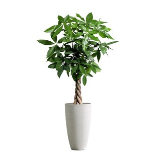 发财树客厅盆栽大招财办公室大型绿植室内开业乔迁新房植物