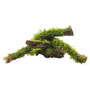 莫斯沉木水草树天然木头鱼缸造景水培植物景观装饰小树生态造景木