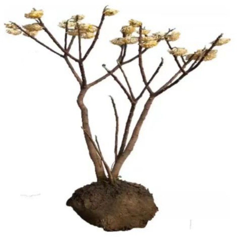 结香苗结香花树苗可食用结香花庭院盆栽植物打结花梦冬花冬季开花