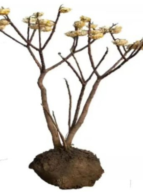 结香苗结香花树苗庭院冬季开花