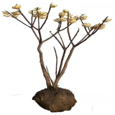 结香苗结香花树苗庭院冬季开花