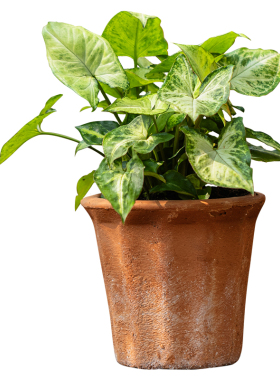 红陶花盆绿植透气简约家用粗陶盆