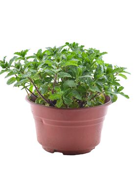 可食用紫苏罗勒迷迭香阳台驱蚊