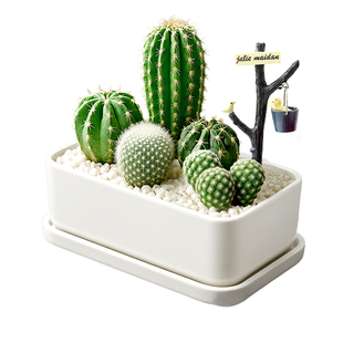 仙人掌盆栽组合植物办公室桌面多肉肉室内仙人球创意绿植花卉盆景