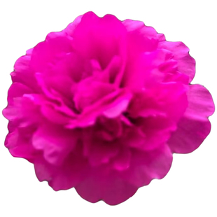 重瓣太阳花老桩牡丹玫红王花苗带根带土带花苞耐寒热盆景造型枝条