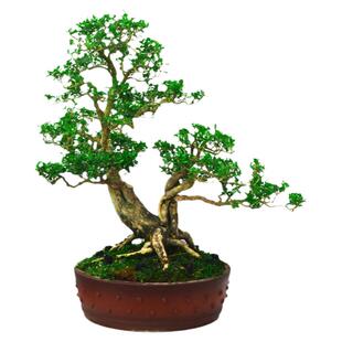 瓜子黄杨盆景造型黄杨老桩实物矮霸造型黄杨盆景四季常青树桩素材