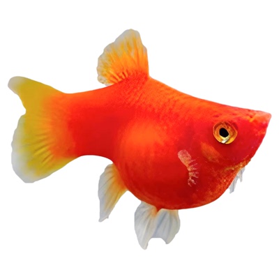 玛丽球奶牛玛丽球皮球鱼胎生鱼