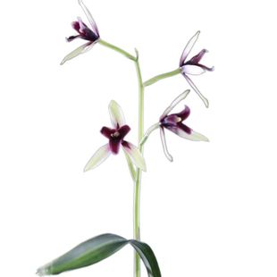 兰花苗建兰四季兰赤诚三星锦上添花浓香型室内客厅茶桌绿植花卉