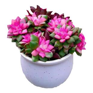 多肉植物 女王麦秆精控暗纹边线高颜值 组合盆栽室内阳台桌面盆栽