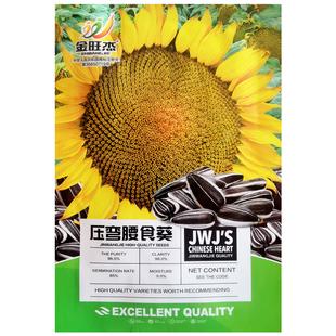 食用向日葵种孑高产大粒葵花种籽矮大头油葵种子春四季阳台蔬菜
