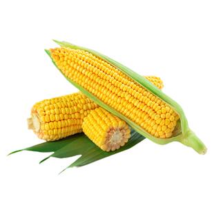 浙甜19超甜水果玉米种子黄甜玉米种籽高产杂交正品春秋鲜食包谷孑
