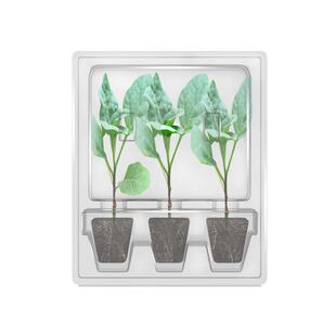 史丹利杭茄一号茄子苗秧苗种苗老品种线紫四季树苗蔬菜种籽子大全