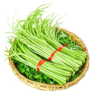 芦蒿菜去叶净菜农家现摘篱蒿当季新鲜黎蒿蔬菜野菜藜蒿鲜嫩