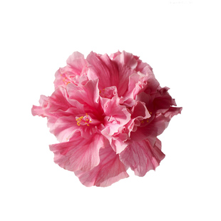 木槿花树苗可食用棒棒糖木槿花重瓣大苗阳台庭院盆栽耐寒四季好养