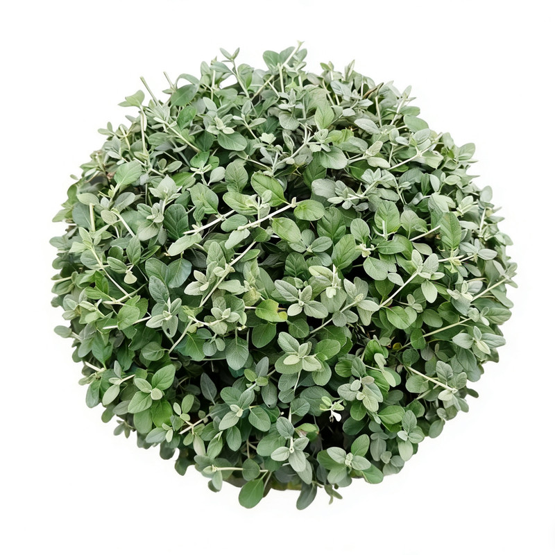 水果兰盆栽庭院花镜耐寒常绿植物