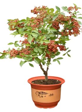花椒苗树红袍特麻椒当年结果