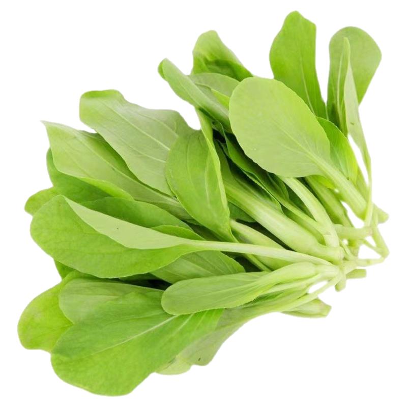 鸡毛菜种子种籽四季小白菜青菜油菜上海菜18天阳台盆栽蔬菜籽