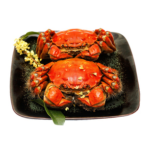 苏州净重3斤1斤全母特大残蟹大闸蟹鲜活蟹螃蟹现货公母蟹断脚缺脚