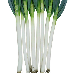 高产铁杆大葱种子春秋季日本四季钢葱籽庭院铁杆大葱种籽蔬菜种孑