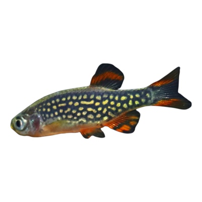 小型鱼淡水热带观赏鱼