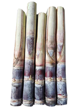 广西脱毒甘蔗苗种黑皮黄金高产易活南北方可种庭院盆栽节节高包活