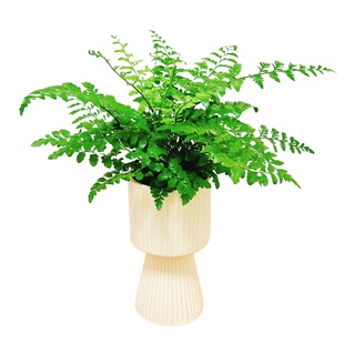 吉姆蕨盆栽网红蕨类植物办公室绿植室内欧洲蕨平安蕨宝石蕨铁线蕨