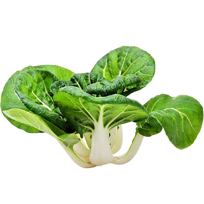 奶白菜种籽矮脚奶白菜小青菜