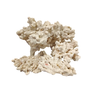 天然珊瑚海缸造景石水族珊瑚骨滤材鱼缸假山死石活石萌爬宠躲避屋