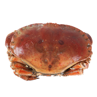 新鲜熟冻面包蟹特大满黄满膏鲜活珍宝蟹母蟹水产大螃蟹海鲜黄金蟹