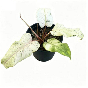 雪堆蔓绿绒盆栽植物高端观叶南美雨林 ins风热植室内阳台桌面盆栽