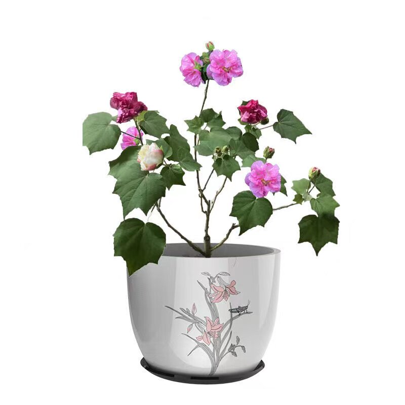 芙蓉花盆栽 秋冬开花重瓣醉芙蓉 木芙蓉 三醉芙蓉花 庭院阳台绿化