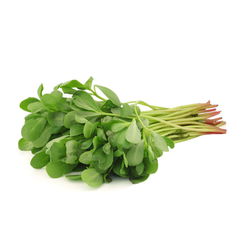 马齿笕新鲜红梗现挖长寿菜马蜂菜