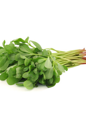 马齿笕新鲜红梗现挖长寿菜马蜂菜