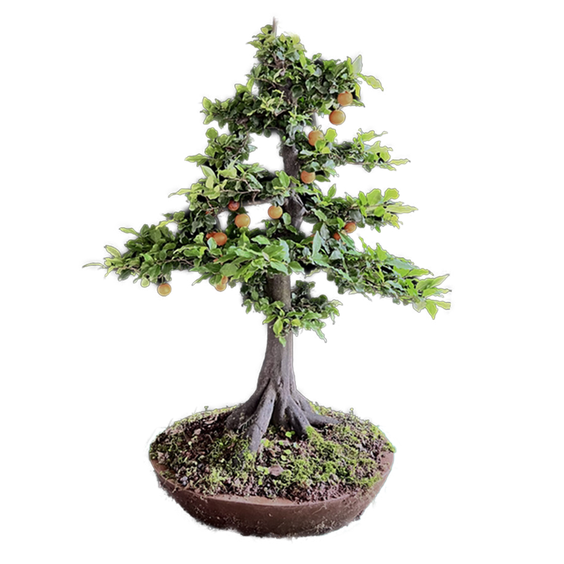 (101-150号)金弹子一物一拍中国红小型悬崖造型根艺带果好看盆栽