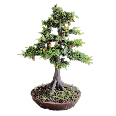 金弹子根艺悬崖精品造型观果好看